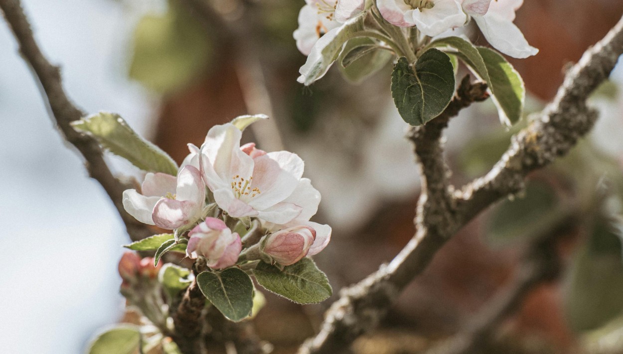 Äppelblütefest führt zu Verkehrsumleitungen in Naurod von 8. bis 11. Mai
