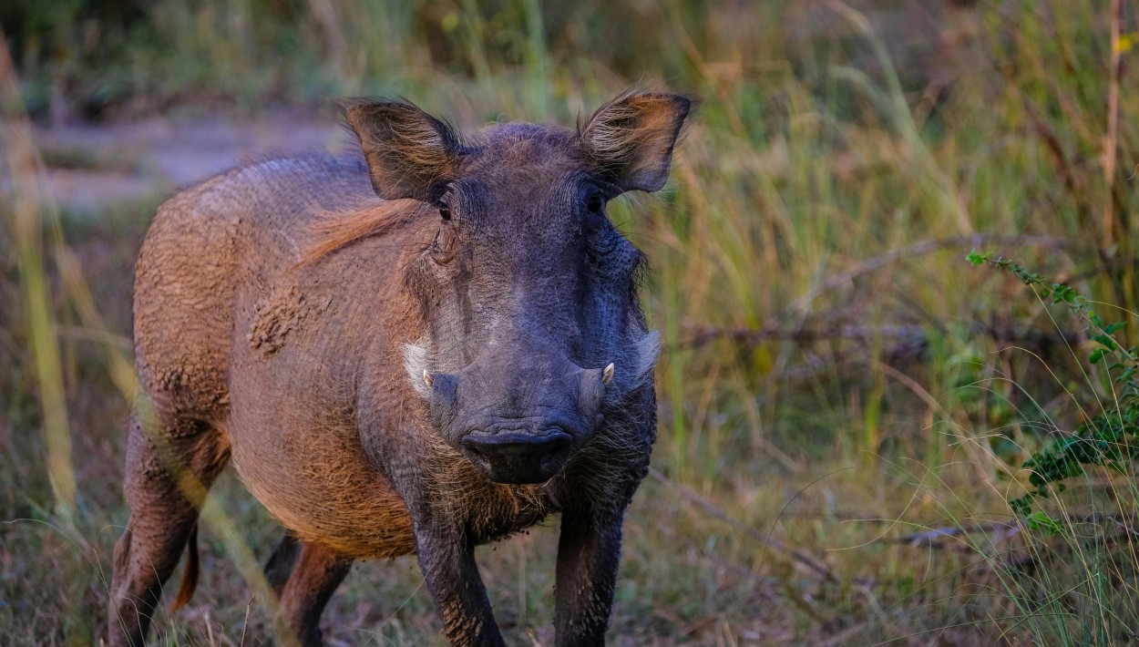 Behörde verlängert Allgemeinverfügung gegen Afrikanische Schweinepest für Sperrzone II