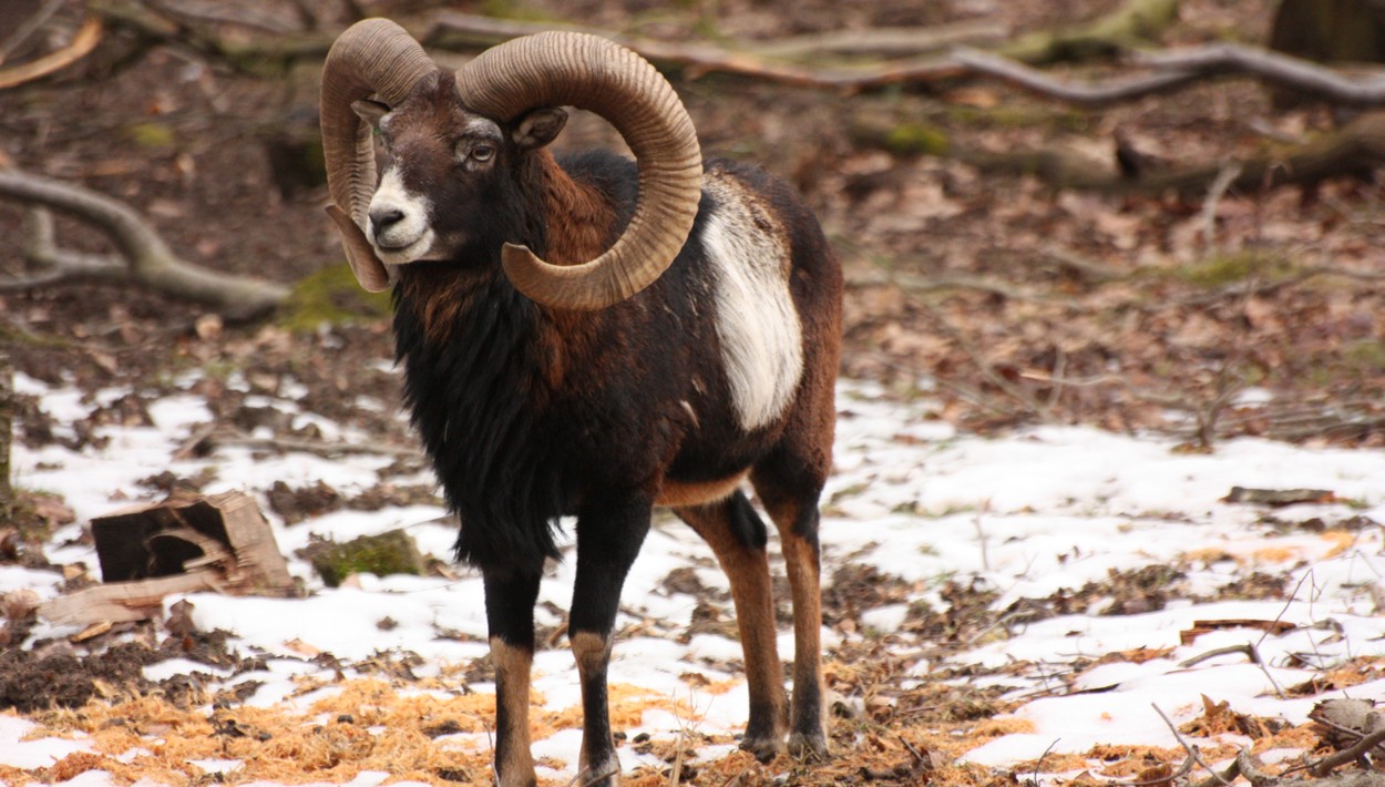 Fasanerie lädt Familien zur Entdeckungstour über das Verhalten von Wildtieren im Winter ein Fasanerie lädt Familien zur Entdeckungstour über das Verhalten von Wildtieren im Winter ein