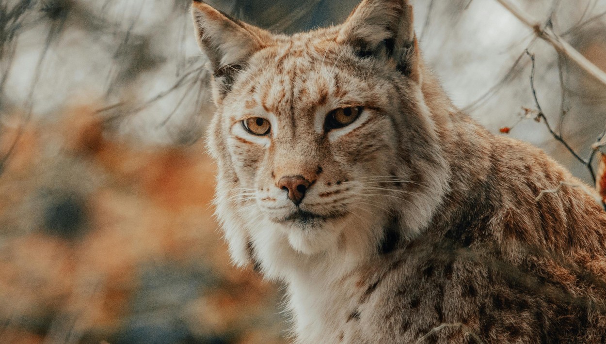 Führung in der Fasanerie zeigt einheimische Raubtiere Führung in der Fasanerie zeigt einheimische Raubtiere