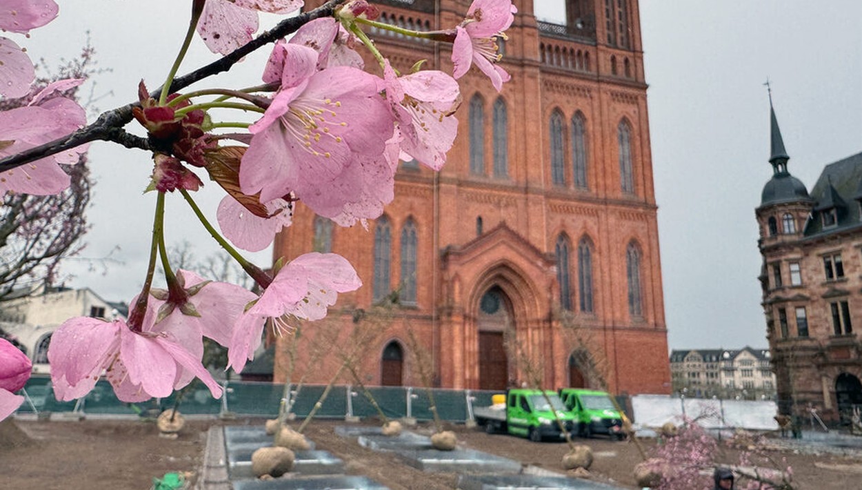 Wiesbaden pflanzt 24 Bäume auf dem Schlossplatz und baut unterirdische Bewässerung aus Wiesbaden pflanzt 24 Bäume auf dem Schlossplatz und baut unterirdische Bewässerung aus