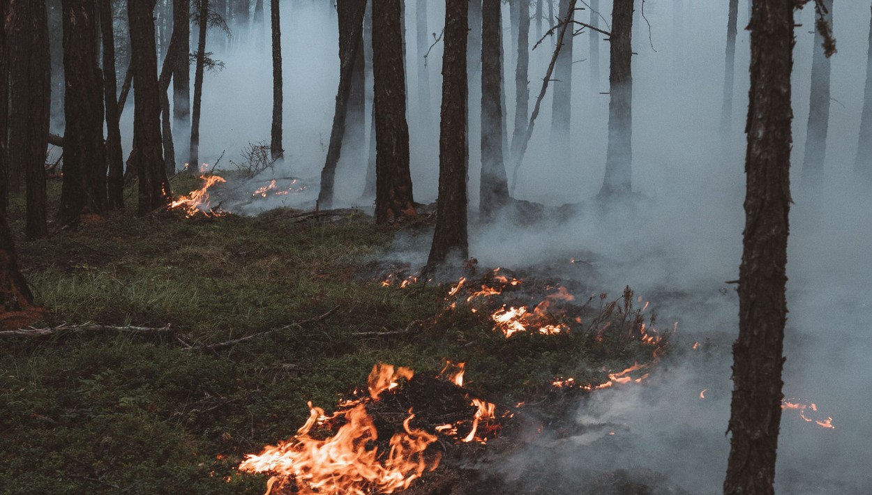 Wiesbaden stellt Waldbrandwarnstufe 5 fest: öffentliche Grillplätze gesperrt, Veranstalter mit Auflagen